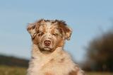BERGER AUSTRALIEN PUPPIES 768